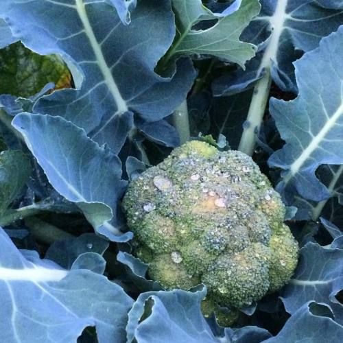 Our beautiful broccoli this year. Making broccoli salad tonight. MmmmMmm. #organic #farm #farmfresh