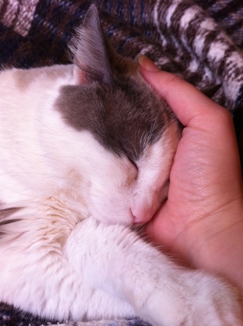 chocolatequeennk:Smokey Sunday: Please pet me edition. @mostlycatsmostly
