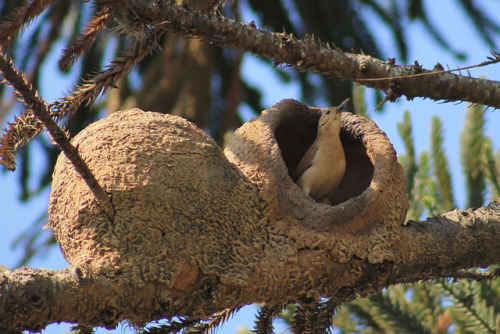 blurds:O is for Ovenbird, whose nests are earthen