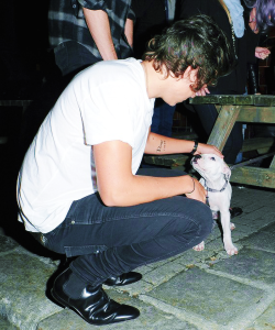 death-by-styles:  Remember when Harry kicked the dog and then the dog looked at him like, “it’s okay dood keep pettin me with your amaze people hands. wow you pretty tho. you can kick me anytime dood. will you take me? i love you? so much amaze. such