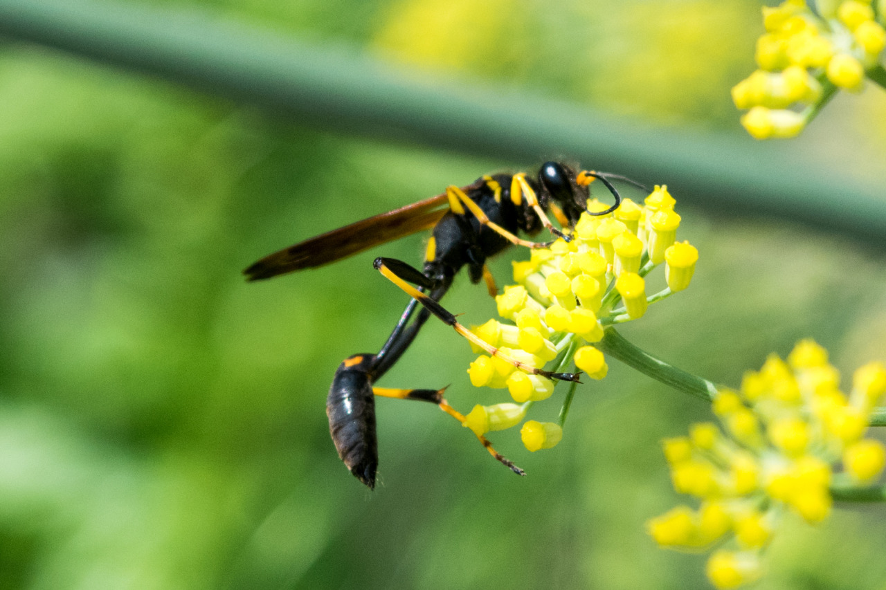 Wasps Are Cool On Tumblr wasps-are-cool-on-tumblr
