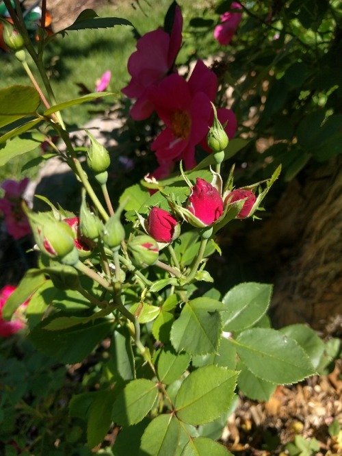 Summer garden getting into full swing! Here&rsquo;s some hardy roses, greens clipped for lunch, 