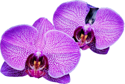 transparent-flowers:  Purple spotted Phalaenopsis