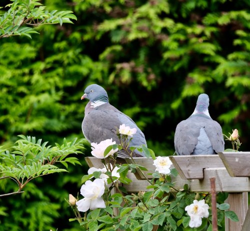 Common Wood Pigeon (Columba palumbus)© John Freshney