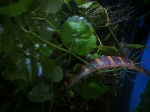 The loach tree has a bountiful harvest this season