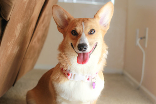 insanecorgi:  gatsbyadventures:  I know most people think Scout has a “creepy face” or is “evil looking.” (It doesn’t help that she’s known for her Grumpycorg faces.) It’s probably because I’m her mama, but I don’t think she’s creepy