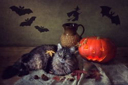 bookofoctober:Halloween by Daykiney 