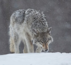 beautiful-wildlife:  Winter Grey Wolf by Philippe