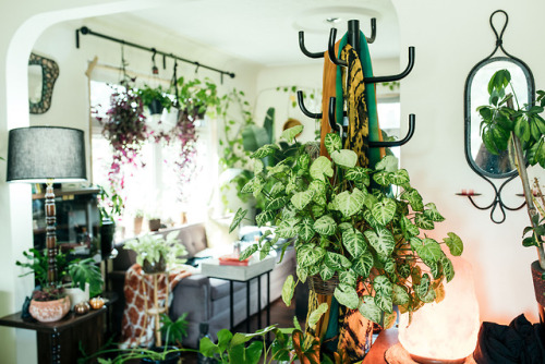 teapalm: photographing @exwhale‘s plant heaven ~ So proud and in love with my plant family 