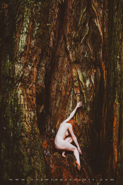 corwinprescott:  “We Were Wanderers”Redwoods,