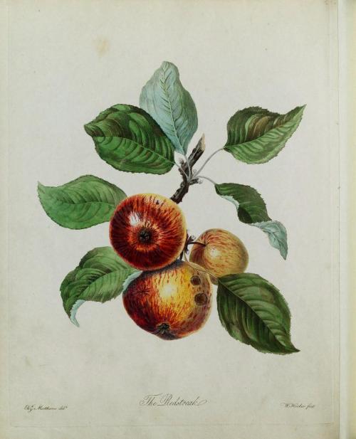 heaveninawildflower:Beautiful ancient orchard fruits for making Cider and Perry. From ‘Pomona 