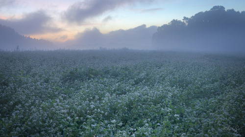 [ Morning mist ] 35mm, f/8, ISO 400, 13sec Taken at Nara, Japan. 奈良県桜井市にて。