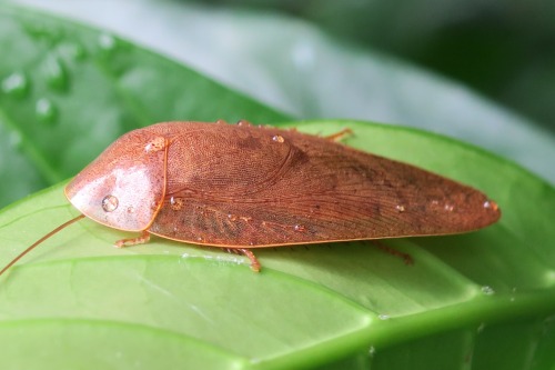 onenicebugperday:Cockroaches and nymphs in the genus Pseudophoraspis Found in Southeast AsiaPho