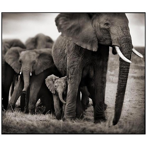 A Zoological Society