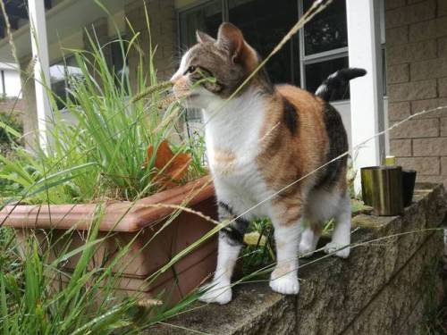 avantgardne:Baby still loves her assorted cat plants