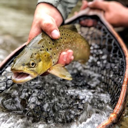 #fish #fishing #flyfishing #browntrout #trout #wildtrout #pawild #explore #sierranets #pennsylvania 