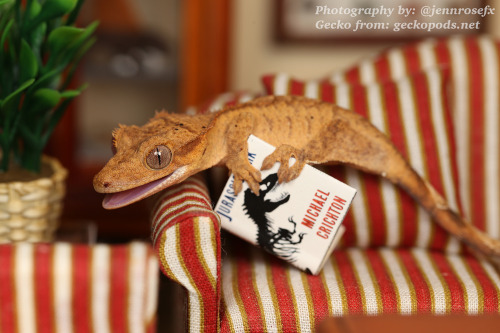 morelia-viridis:  jennrosefx:  Baby would like to share with you all the importance of reading! ;) P