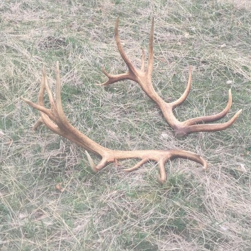 A very nice set of Elk Antlers