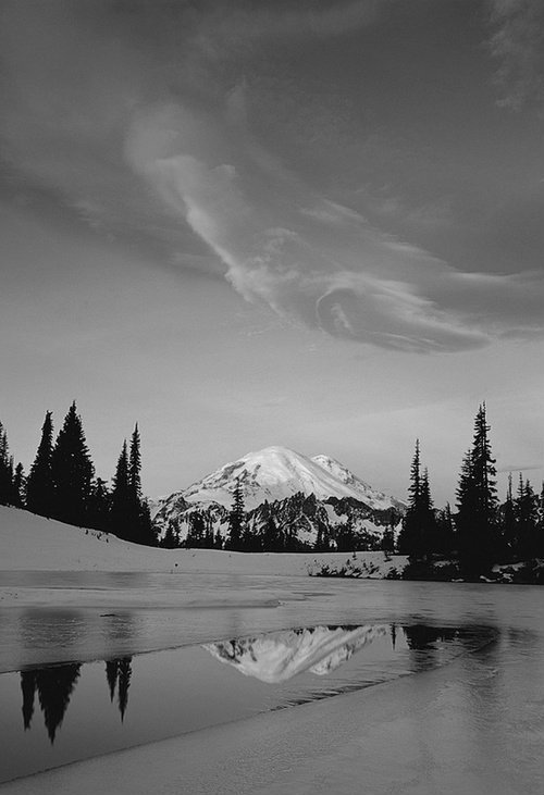 rainbowforests:  more black and white here