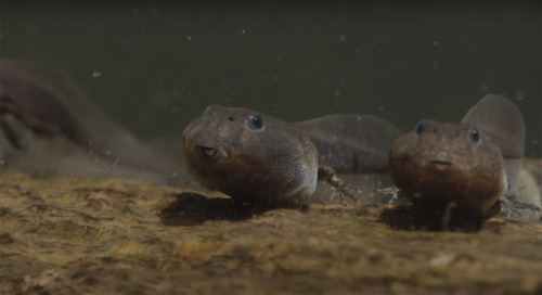 itscolossal:A Remarkable Short Film Dives into a Vancouver Lake to Document Tadpoles’ Evolution