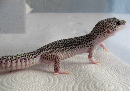 lunationgeckos: Why are you all so cute? 