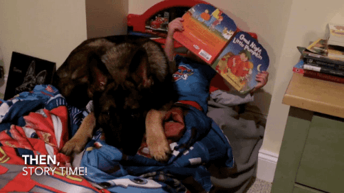 gifsboom:  Video: German Shepherd Helps Toddler Get Ready for Bed. 