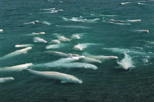 thelovelyseas:Beluga Whale (Delphinapterus leucas) group swimming and molting in freshwater shallows