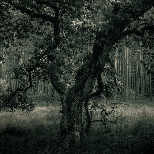 earth-paths-green:  The Old Pagan Oak by ~EmotionVFX