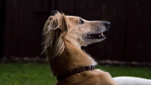 goblindogs:thedutchsighthound:Yesterday we were in Germany at the Langhaar Whippet Sommerfest in nea