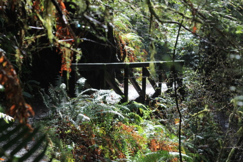 one of the many hundreds of ‘Fern Canyon’ hikes along northern California