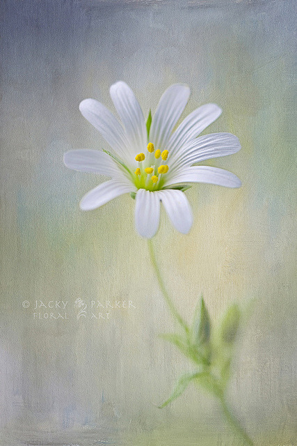 Spring spirit by Jacky Parker Floral Art on Flickr.