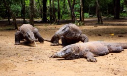 anthonyadrift:  Here be Dragons — Komodo Island, Indonesia 