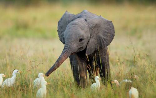 thehappysorceress:  Here - have some cute.