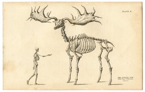 This is an Irish Elk. It roamed the plains of Eurasia during the Pleistocene. It stood 7 feet high a