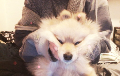 razzda: Primadogga Rizzo, all he ever wanted was a bone
