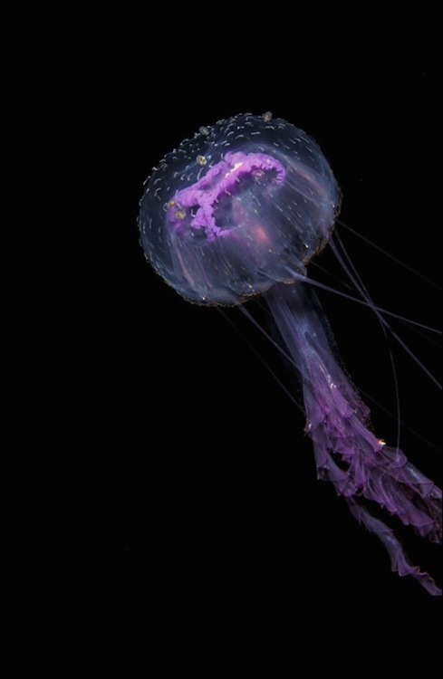 nevver:  Monsters of the deep, Joshua Lambus