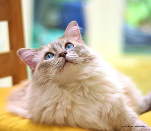 Sapphy (via Utak)