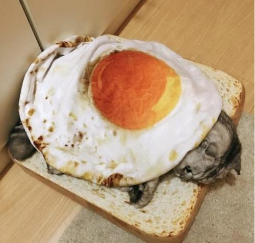 archiemcphee:  On Caturday a hearty breakfast of fried eggs on toast isn’t eaten, it’s napped on as only cats can.Get your own toast cat bed here.[h/t: Pleated-Jeans]