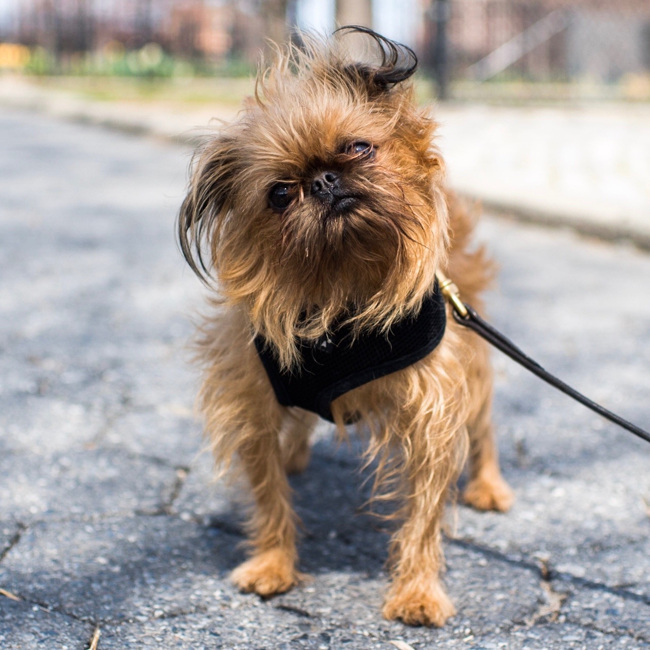 Nyc Brussels Griffon Griffonology Cool Fact Brussels Griffons Were