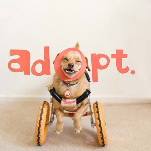 empyrean-princess:boredpanda:I Saved A Dog From Euthanasia And Now She Happily Runs In A Wheelchair 