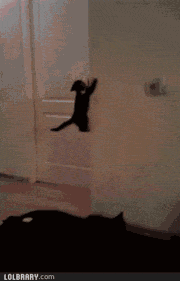hilariousgifslol:  Apparently my cats decided to become ninjas.. WERE COMING NINJA TURTLES, WATCH OUT! More Hilarious Gifs