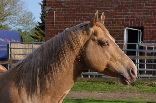 DC Cool Goodys ChampCool Looking TC x Belles Good LookingQuarter Horse, Stallion14.3hhBorn 2010