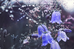 blooms-and-shrooms:  Raindrops by Thunderi