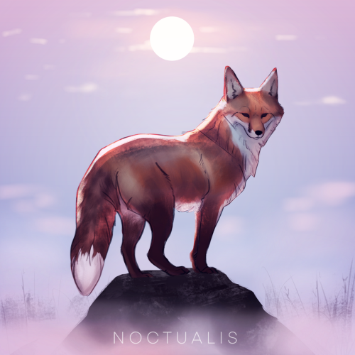 noctualis