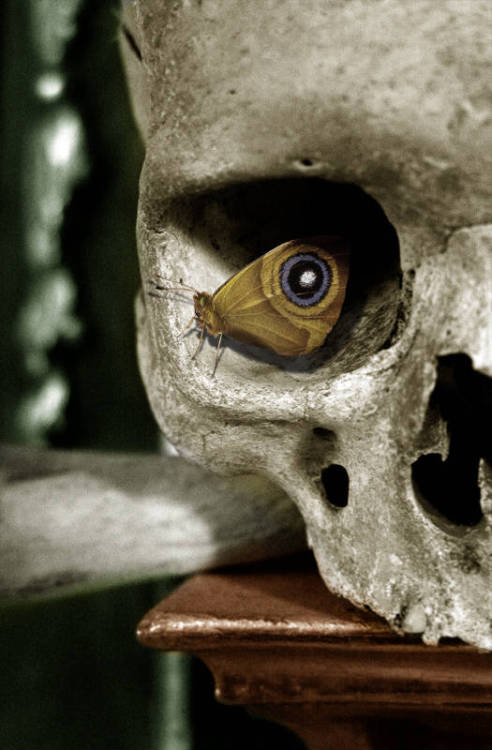sixpenceee:   Marko Popadic’s photo “Oko” captures a spooky, sweet moment in which q butterfly aligh