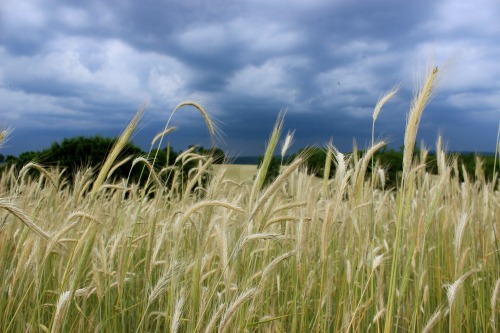 Pennsylvania Farm Lands