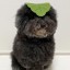 gentlemaniononion