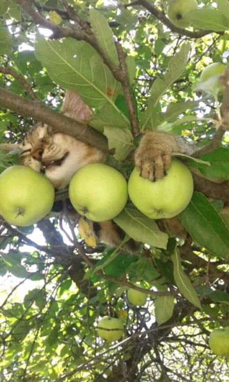 luncheon-aspic:What it’s really like to be a friendly cat on a Midwestern apple farm