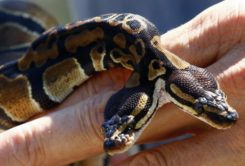 livelyspaghetti:A two-headed royal python born in Weigheim, Germany, back in 2011. Both heads are ac