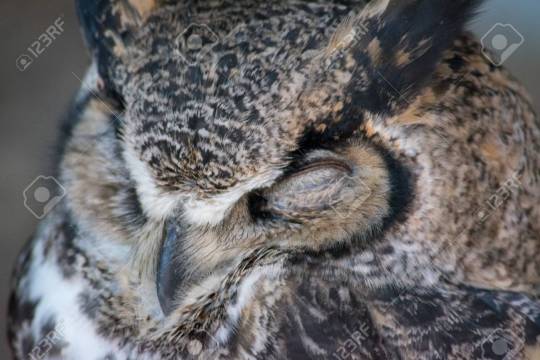 glenny-boy: glenny-boy: love it when owls fall asleep\rest and their facial disk gets all squished up like this 